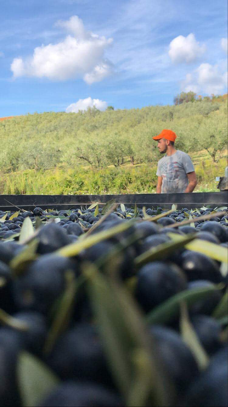 azienda agricola di martino